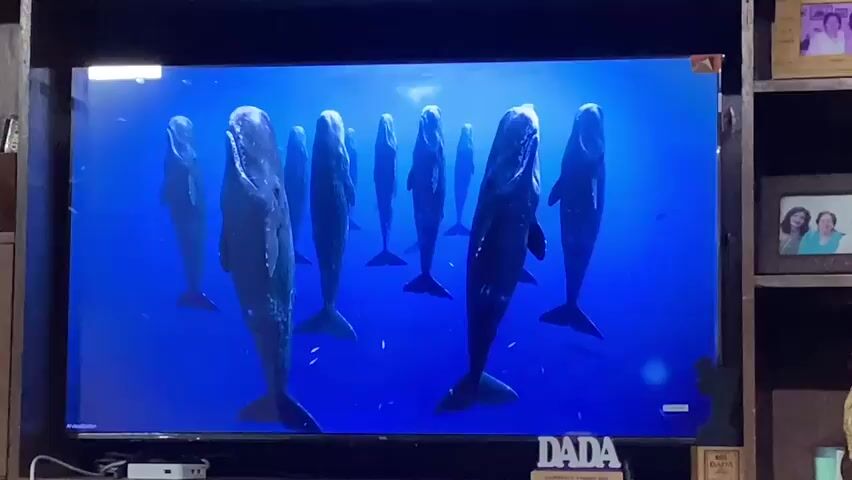 A group of sperm whales are swimming in a deep blue ocean. The whales are large and dark, with their tails facing down. The water is clear and there are some smaller fish in the background. The scene is lit by natural light filtering down from the surface. The camera is positioned at eye level with the whales, giving a sense of being in the water with them.