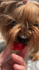 Everyday moments captured in Bulgarian home: pets, food, cleaning