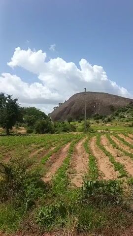 A vertical video pans from left to right across a rural landscape. The foreground shows rows of crops planted in reddish-brown soil, with green plants growing in neat lines. Behind the crops, there are scattered trees and bushes, some with lush green foliage. In the middle ground, a large, rounded, rocky hill or mountain dominates the scene. A thin, dark pole, possibly a utility pole, is visible near the right side of the hill. The sky above is a clear blue, dotted with fluffy white clouds. The overall impression is of a dry, agricultural area with natural rock formations.