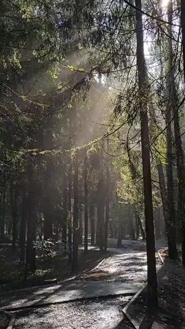 The video shows a forest with tall trees and a path. Sunlight streams through the trees, creating beams of light that illuminate dust particles in the air. The ground is covered with gravel and some fallen leaves. There are no people or animals visible in the video. The overall atmosphere is peaceful and serene.