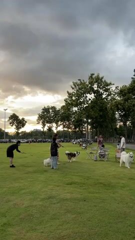 The video shows a park at dusk. Several people and dogs are present on a grassy field. On the left, a person in a black shirt and shorts is holding a leash attached to a small white dog. A person in a blue and white patterned outfit stands near a medium-sized dog with brown and white markings. Further to the right, two people are standing near picnic chairs and a cooler. Another person in a white shirt stands near a large fluffy white dog. Trees line the edge of the field, and a cloudy sky with hints of sunset can be seen. Cars are parked in the background.