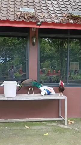 A peacock is eating from a plastic bag that is on a table, while a chicken stands on the same table looking on. The peacock is in the middle of the frame with its head in the bag. The chicken is to the right of the peacock. A white bucket is on the left side of the table. The table is made of wood and is in front of a building with two large windows. The windows reflect trees and a person. The building has a tiled roof with some leaves on it. The ground in front of the building is paved.