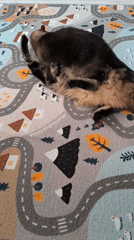 Cats Play on Rug in Russian Village