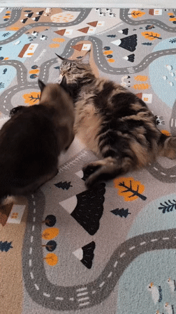 Cats Play on Rug in Russian Village