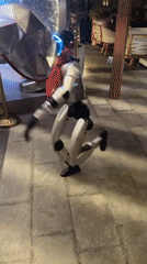 Robot joins live music performances at Dubai nightclub venue