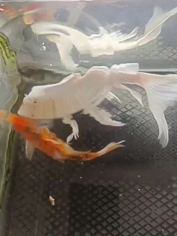 A white koi fish with flowing fins is swimming in a tank. An orange and white speckled koi fish is swimming near the white koi. Another white koi fish is in the background. The tank has a black textured bottom.