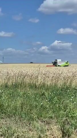 A combine harvester is seen operating in a golden wheat field under a bright blue sky with scattered white clouds. The harvester, a Claas model, is white and green with a red header. The camera moves to show a wider view of the field, revealing a row of wind turbines in the distance, along with a long, dark-colored building, possibly a barn or storage facility, situated between the field and the turbines. The foreground shows green grass and some wild flowers. The video captures a scene of agricultural activity and renewable energy infrastructure in a rural landscape.