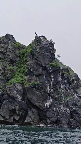 Reineke, Russia
