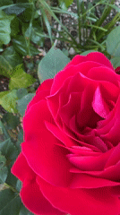 Rose blooms captured on video in Venafro, Italy