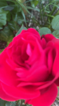 Rose blooms captured on video in Venafro, Italy