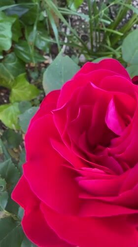 Rose blooms captured on video in Venafro, Italy
