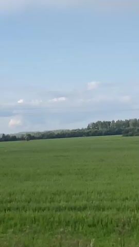 A wide shot captures a vast green field under a bright blue sky with scattered white clouds. A dark line of trees borders the horizon of the field. The foreground of the image is blurred and shows a patch of tall grass and some weeds. A telephone pole and wires are visible in the middle ground on the left side of the frame. The camera appears to be moving slightly, suggesting it is being held or is on a moving vehicle. There are no people or animals visible in the frame. The overall impression is that of a rural landscape on a sunny day.