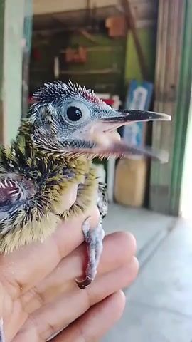 A close-up shot focuses on a young bird, held in a person's hand. The bird's head is turned to the right, and its beak is open, appearing to vocalize. Its feathers are a mix of gray, black, yellow, and white. The background is blurred but suggests an indoor environment with wooden structures and possibly some household items. The person's hand is visible supporting the bird, with fingers curled around its body. The lighting is soft and natural, highlighting the bird's features.