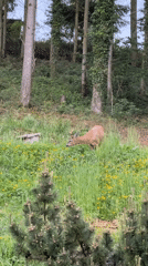 Deer spotted in flowery field observed by baby indoors