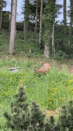 Deer spotted in flowery field observed by baby indoors