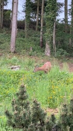 Deer spotted in flowery field observed by baby indoors