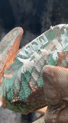 Chameleon observed in Moscow terrarium displaying natural behaviors