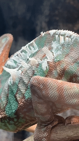 Chameleon observed in Moscow terrarium displaying natural behaviors