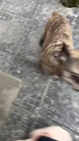 A brindle puppy runs across a grey concrete patio. The patio has a geometric circle pattern. The puppy approaches a partially open gate and goes through it. A blue hose is hanging on the side of the wall next to the gate. A black metal chair with a brown wooden seat is on the patio. The camera follows the puppy.