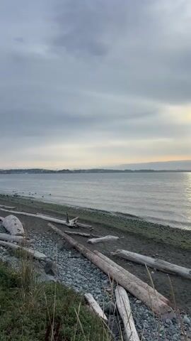 A video captures a shoreline at dusk. The sky is overcast with a thin layer of clouds, and the sun is partially visible, casting a faint reflection on the water. The sea is calm, with small waves lapping at the shore. The beach is covered in dark sand and pebbles, with several pieces of driftwood scattered along the waterline. The landscape is barren, with no vegetation visible beyond some sparse grass in the foreground. The horizon is distant, with faint landmasses and a possible ship visible on the far right. The overall atmosphere is serene and tranquil, with a muted color palette dominated by grays and blues.
