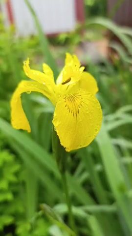 A close-up video shows a yellow iris flower with water droplets on its petals. The background is blurred, but hints of green foliage and a wooden fence are visible. The video pans and zooms slightly, highlighting the delicate details of the flower.