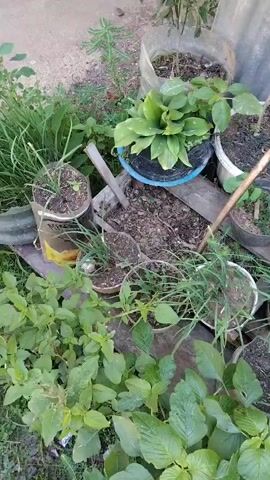 A high-angle, slightly shaky video shows a collection of potted plants in what appears to be an outdoor, possibly overgrown, garden area. The plants are of various sizes and in different types of containers, including plastic tubs, pots, and what look like repurposed containers such as a cut plastic bottle. Some plants are tall and spindly with thin leaves, while others are bushy with broad, green leaves. Several smaller, grassy plants are clustered together in various pots. The ground around the pots is covered in dirt and grass. The overall impression is of a somewhat unkempt but lively collection of plants.
