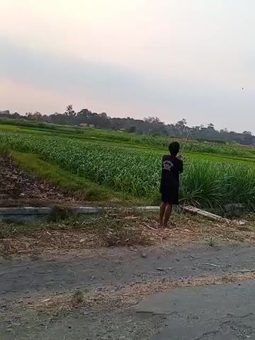 A lone person wearing a black t-shirt and shorts stands in a dirt path, facing a field of tall green crops. They are holding a long, thin stick, possibly a kite string, extended upwards. The sky is overcast with soft, pale light, suggesting either sunrise or sunset. In the distance, more fields and trees are visible, along with hints of buildings. Another person, partially obscured, is visible to the right of the frame. The overall scene depicts a rural setting.