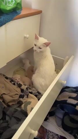 A white mother cat is nestled with her three kittens inside an open, light-colored dresser drawer. The adult cat has striking white fur, light-colored eyes, and pinkish ears. She sits upright, facing slightly left, appearing watchful and attentive to her young. To her left, a pale orange/cream-colored kitten lies awake, looking towards the camera with its eyes partially open. Two other kittens, one appearing white and another light brown, are partially visible behind it, snuggled together.

The drawer is lined with various fabrics and clothes, including a tan item and patterned blankets, providing a soft nest for the cat family. The dresser itself is made of light wood or painted a cream color, with two white knobs on the visible drawer front. Another drawer below is also open, revealing a pile of dark-colored clothes. In the background, part of a wooden surface with a bright green plastic bag is visible on top of the dresser, against a light-colored wall. The scene takes place indoors, in Mitzpe Ramon, Israel.