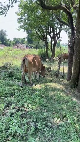 A brown cow grazes in a grassy area under the shade of trees. Another cow is visible in the background. The environment appears rural with some structures in the distance.