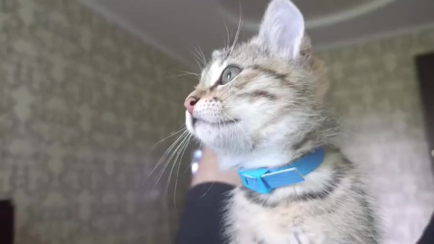 The video shows a close-up of a tabby kitten with a blue collar and a blue plastic tag on it. The kitten's head is turned to the left and it is looking upwards. It then blinks and lowers its head. The background is blurred and appears to be a room with patterned wallpaper and a dark wooden surface.