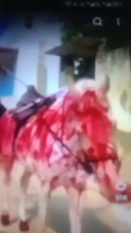 The video shows a white horse covered in red paint. The horse has a saddle on its back and is wearing a bridle. The horse is standing still, and it appears to be in an outdoor setting. The red paint is splattered all over the horse's body, including its face, neck, and back. Some of the paint is dripping down the horse's legs. The horse's eyes are closed, and its head is bowed. The horse appears to be calm and not distressed.