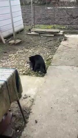 The video shows two cats fighting in an outdoor setting. One cat is black, and the other is gray and white. They are grappling with each other on a patch of ground covered in small rocks and patches of mud. The ground is damp, suggesting recent rain or moisture. A concrete slab is visible in the foreground, and a partially visible object resembling a chair with a textile covering sits to the left of the frame. A building with white and gray horizontal stripes is visible in the background. The background also includes a muddy area with some vegetation.  A metal frame is also standing in the background. The cats' movements are energetic and quick, indicative of a physical struggle.