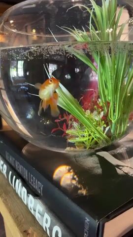 A close-up shot focuses on a single orange goldfish swimming in a clear glass fishbowl. The fish is positioned slightly off-center, facing to the right. Within the bowl, there are artificial green plants and some red, leafy decorations. Bubbles are visible at the surface of the water. The fishbowl rests on top of a stack of two thick, black books. The top book's spine is partially visible, displaying text that appears to read "HELMUT NEWTON LEGACY" and "UHREN". Sunlight refracts on the surface of the top book, creating a warm, orange-toned reflection. The background is softly blurred, showing hints of an indoor environment with furniture and possibly windows, but nothing is distinctly identifiable. The overall lighting is warm and slightly diffused.