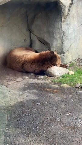Two brown bears are sleeping in a rocky enclosure. One bear has its head resting on a rock, while the other is lying on its back with its paws in the air. There is an orange on the ground near one of the bears. There is some green grass growing in the enclosure. The ground is a mix of dirt and some puddles. There are voices in the background.