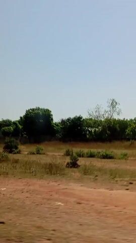 The camera is moving in a car traveling along a rural road, showing a landscape with sparse, low-lying vegetation and larger trees scattered across the terrain. The soil appears to be dry and reddish-brown. In the distance, a few buildings and parked cars are visible behind a low wall. The sky is clear and blue. Music is playing, adding an auditory element to the scene.