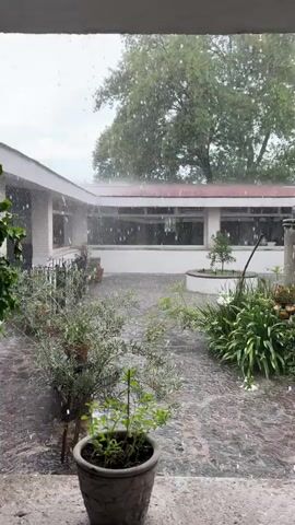 The video shows a courtyard with plants and a building in the background. It is raining, and there are visible raindrops falling. The ground is wet, and the plants appear to be thriving. The building has a tiled roof and a covered walkway. There are no people visible in the video.