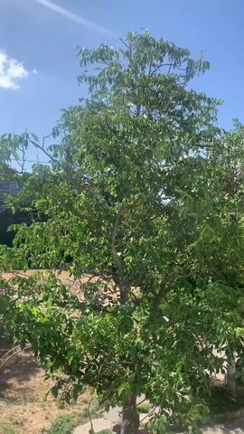 A medium shot video captures a tree with green leaves against a bright blue sky with scattered clouds. Sunlight beams down from the upper left corner, casting a bright glow. The tree has a thick trunk and branches with many leaves. In the background, a building can be seen to the left and dry, brown grass covers the ground below the tree. The video appears to be taken from a slightly elevated position looking down on the scene.