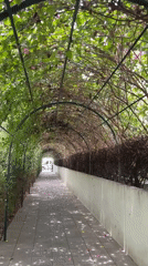 Green archway walkway documented in Bac Nha Trang Ward