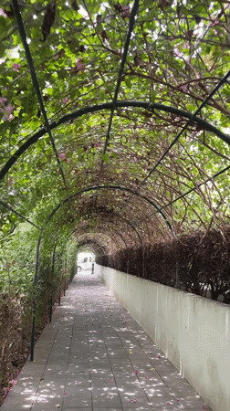 Green archway walkway documented in Bac Nha Trang Ward