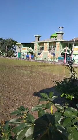A panning shot moves across a flooded rice paddy with young rice plants. In the background, there is a light green building with white trim and a tower, which appears to be a mosque. An Indonesian flag on a flagpole stands in front of the building. The sun is shining and the sky is clear.