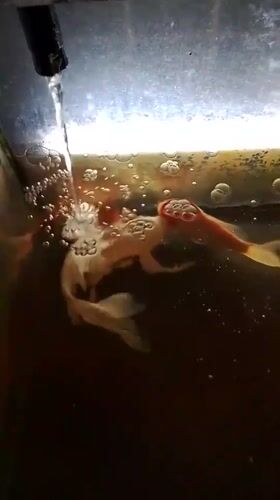 Medical imaging and fish tanks on a morning in Mesjid Reuntoh
