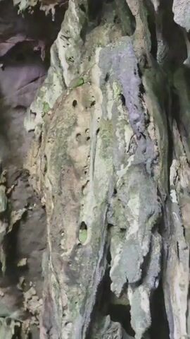 The video shows a close-up view of cave formations. The formations are made of rock and appear to be covered in moss or algae, giving them a green and gray hue. There are various textures and shapes visible, including stalactites hanging from the ceiling and larger, more solid formations. The lighting is dim, suggesting the interior of a cave. The camera slowly pans across the formations, highlighting the details of their surfaces and the overall cavernous environment.