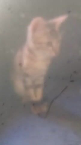 A kitten sits on a blue surface, looking down and to the right. Its fur is light brown with darker stripes. A thin, dark object lies on the surface in front of the kitten. The background is blurry and appears to be a textured surface. The lighting is dim and diffused.