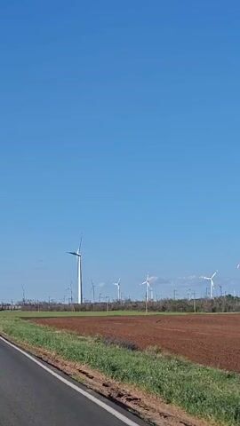 A video shows a vast expanse of wind turbines against a clear blue sky. The turbines are spaced out across a rural landscape, with some in the foreground and others in the distance. The land in front of the turbines appears to be a cultivated field, with rows of green grass and brown soil. The video seems to be shot from a moving vehicle, possibly a car, as a road is visible in the lower left corner. The wind turbines are the dominant feature of the scene, suggesting a focus on renewable energy or a landscape characterized by wind farms. The lighting indicates it is daytime, likely a sunny day, given the bright blue sky and the clear visibility of the landscape.