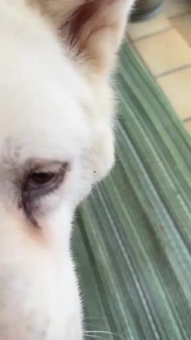 The video opens with a close-up of a white dog's fur. A hand with rings on it pets the dog's head. The dog is wearing a brown leather harness. The camera then pans out to show the dog standing on a green striped mat. The dog turns and walks away, revealing a tiled patio area with some potted plants and a brick wall in the background. The dog is wearing a black collar and the harness is still visible. A person's legs and feet, wearing jeans and sneakers, are visible in the lower left corner of the frame.