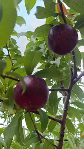 A short video clip captures two ripe plums hanging from a tree branch. The plums are a deep red color with some lighter speckles. They are surrounded by lush green leaves, some of which are slightly tinged with orange and red, indicating the time of year or the health of the tree. The camera angle looks up towards the sky, suggesting the viewer is standing below the tree. The background is a blur of green foliage and a pale blue sky. The video is brief, and no other objects or people are visible.
