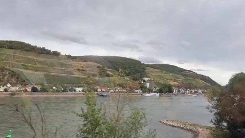 The video captures a scenic view of a wide river bordered by a village and terraced vineyards on a hillside under a cloudy sky. In the foreground, trees with green foliage are visible, with one tree on the left side partially obscuring the view. The river itself appears calm with a slightly greenish hue. On the opposite bank, a cluster of buildings forming a village is nestled at the base of a steep hill. The hillside is dramatically shaped with extensive, neatly arranged terraces covered in vineyards, indicating a wine-growing region. The sky is overcast with a mix of gray clouds. Several boats are present on the river, including what appears to be a larger passenger boat or ferry. The camera appears to be moving, possibly from a boat or vehicle traveling along the river, as the landscape shifts and the trees in the foreground move. The overall impression is one of a picturesque and tranquil European river landscape.