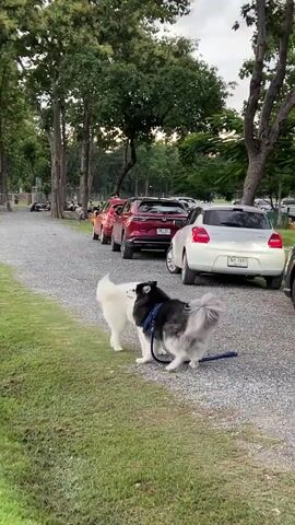 Two dogs are interacting on a gravel path next to a grassy area. The dog on the left is white with a blue harness, and the dog on the right is black and gray with a blue leash. They appear to be sniffing each other. Several cars are parked in a line behind them, including a white Suzuki Swift, a red SUV, and a dark gray SUV. Trees and foliage are visible in the background.