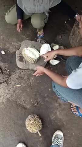 Here's a detailed description of the video:

Two individuals are seated on the ground, preparing durian. One person, wearing a gray shirt and gray pants, is seated to the right, with their left arm extended for viewing. The other person, wearing a light-colored hijab, a black long-sleeved shirt, and tan pants, is seated to the left.

Between them, on a small wooden stump, a durian fruit has been cut open. Pieces of the durian are being placed into a clear plastic container. A large knife lies nearby, also on the stump. Another durian lies whole on the ground below.

The ground is rough and made of concrete, appearing to be outdoors, although a portion of a building is visible in the background. Footwear (shoes and sandals) are scattered around the scene. The lighting is natural daylight.