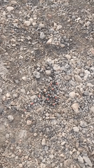 Banded snake spotted motionless on ground in Tinaquillo, Venezuela